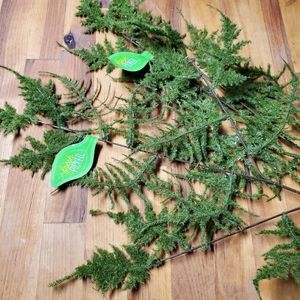 Fresh Picked Moss Fern
